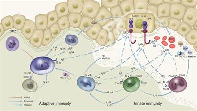 Adaptive and innate immune pathogenesis of bullous pemphigoid: A review